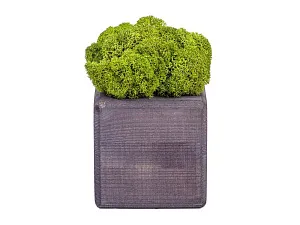 Композиция Мох в интерьере