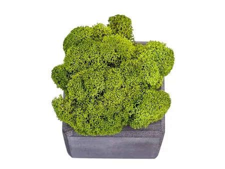 Композиция Мох в интерьере